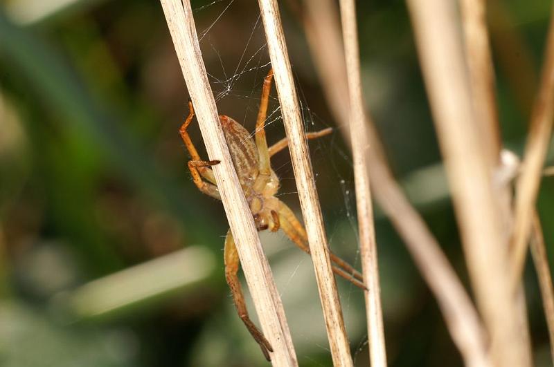 Dolomedes_fimbriatus_D8312_Z_88_Les Gris_Frankrijk.jpg